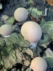 Apioperdon
