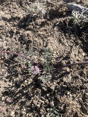 Lomatium nevadense parishii