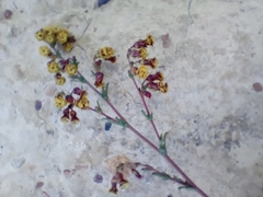 Hermannia joubertiana