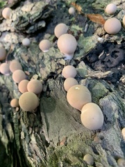Apioperdon