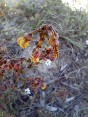 Hermannia joubertiana