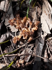 Clavulina vinaceocervina