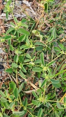 Croton monanthogynus