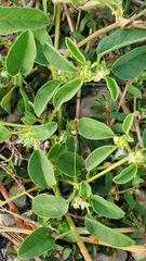 Croton monanthogynus
