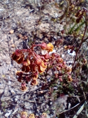 Hermannia joubertiana