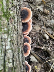 Ischnoderma benzoinum