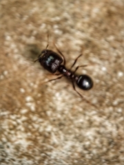Carebara