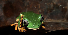 Callimedusa tomopterna