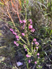 Erica spumosa