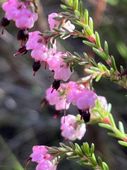 Erica spumosa