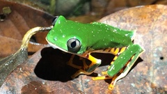 Callimedusa tomopterna