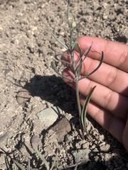Fritillaria atropurpurea