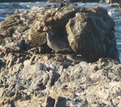 Numenius phaeopus phaeopus