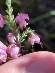 Erica spumosa