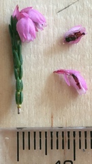 Erica palliiflora