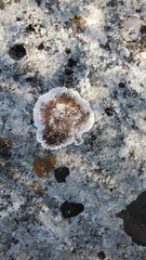 Protoparmeliopsis muralis