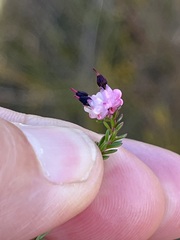 Erica spumosa