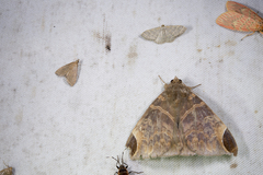 Pindara illibata