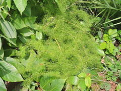 Asparagus racemosus