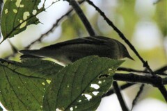 Setophaga castanea
