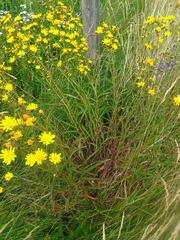 Hieracium umbellatum