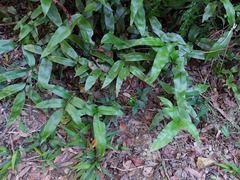 Diplazium donianum
