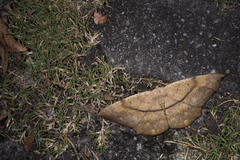 Chorodna ochreimacula