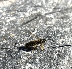 Vespula vulgaris