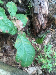 Quercus