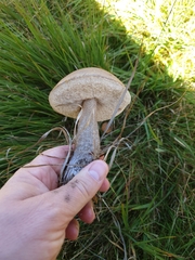 Leccinum scabrum