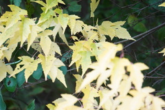 Acer ginnala