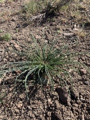Linum lewisii