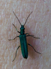 Oedemera lurida