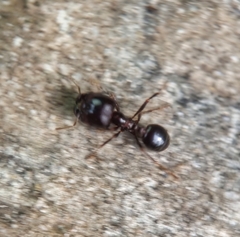 Carebara