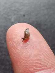 Arion intermedius