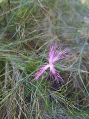 Dianthus broteri