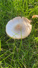 Agaricales
