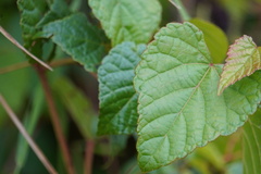 Ampelopsis glandulosa