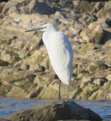 Egretta garzetta garzetta