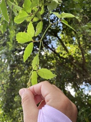 Tetrastigma hemsleyanum