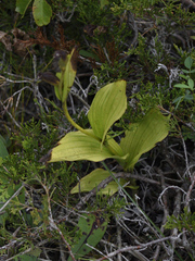 Cypripedium