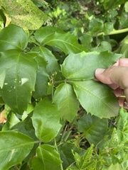 Tetrastigma hemsleyanum