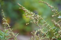 Artemisia indica