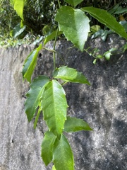 Tetrastigma hemsleyanum