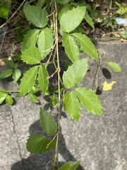 Tetrastigma hemsleyanum