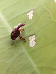 Apoderina