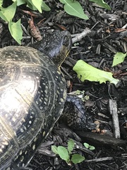 Emydoidea blandingii