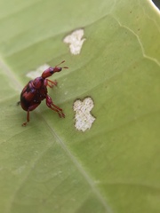 Apoderina