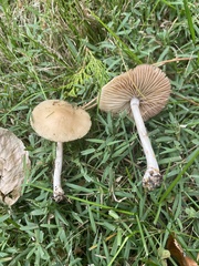 Marasmius nigrodiscus