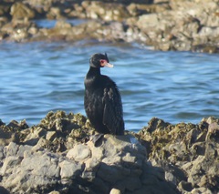 Microcarbo coronatus